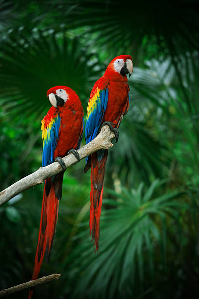 Scarlet Macaw