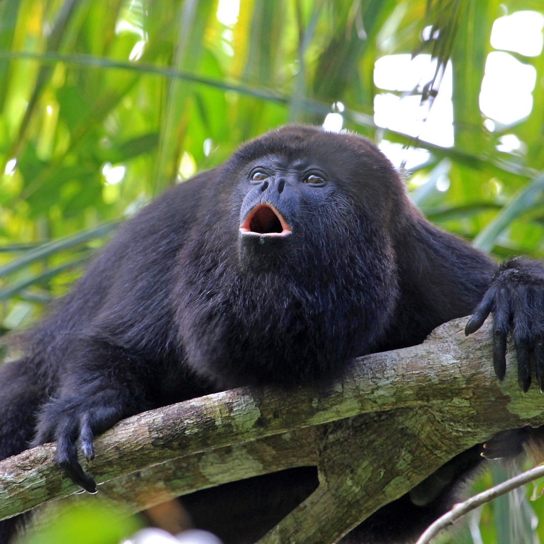 Howler Monkey