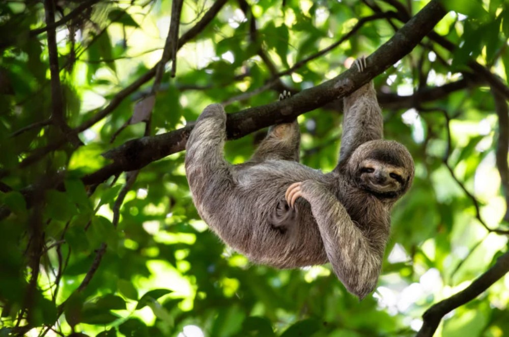 Three-toed Sloth