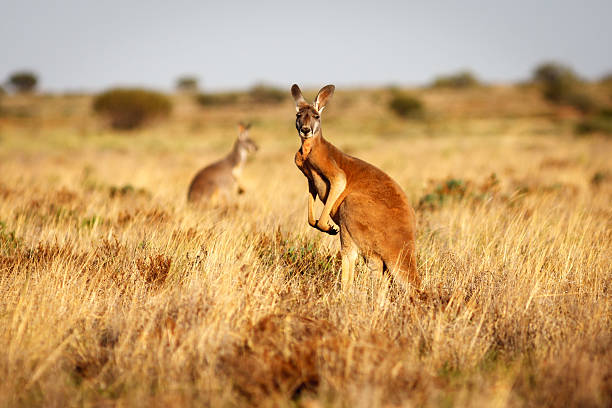 Australian Outback