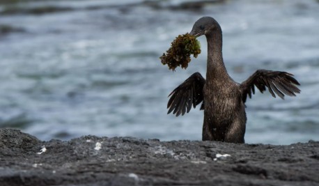 Flightless Cormorant