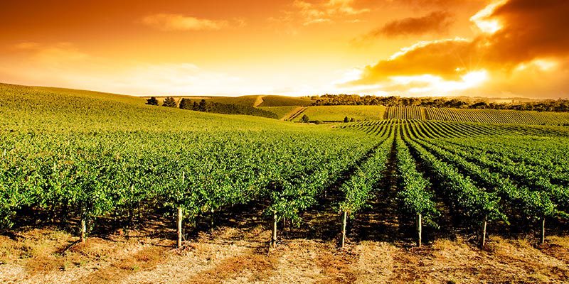 Vineyard Sunset