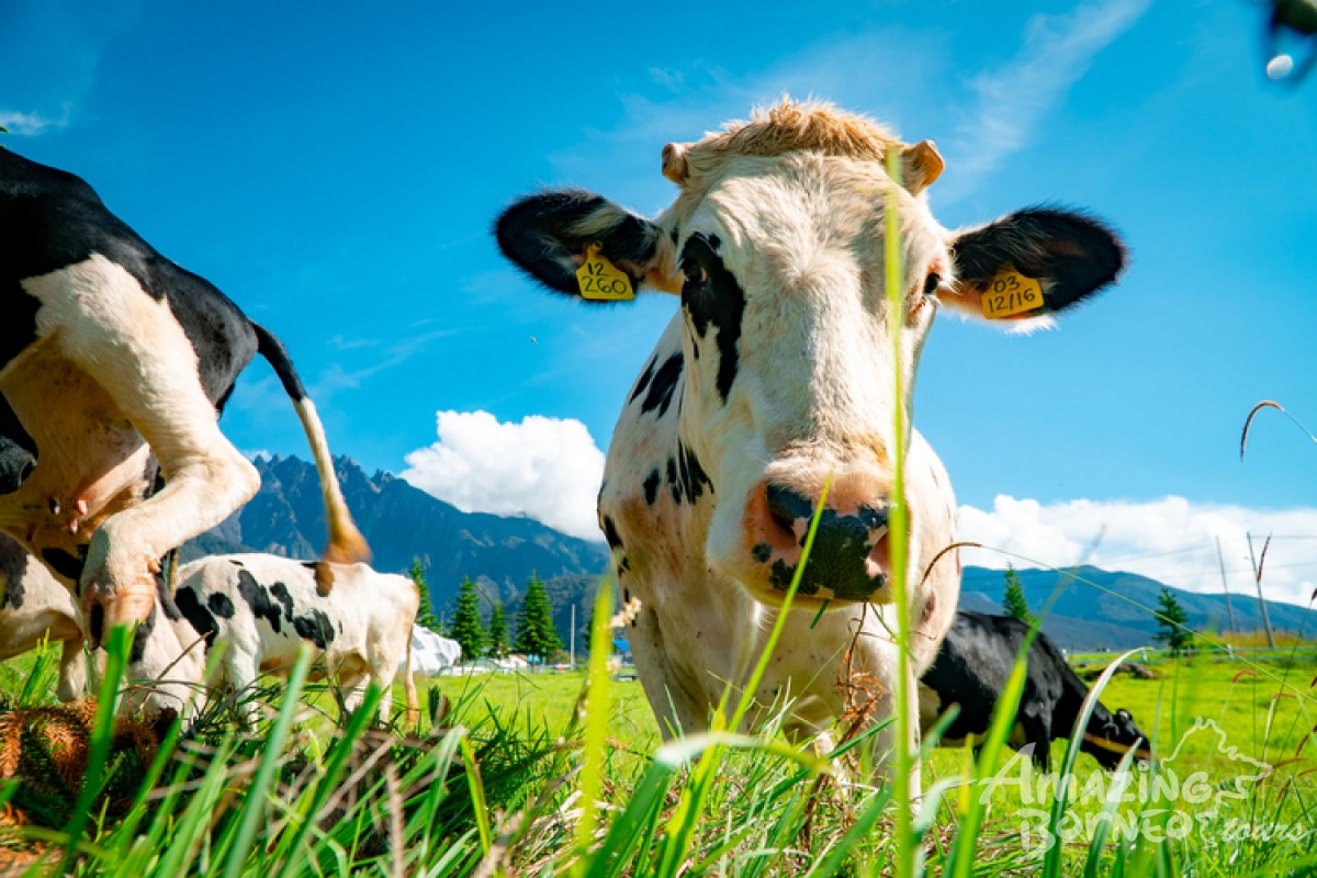 Dairy Farm