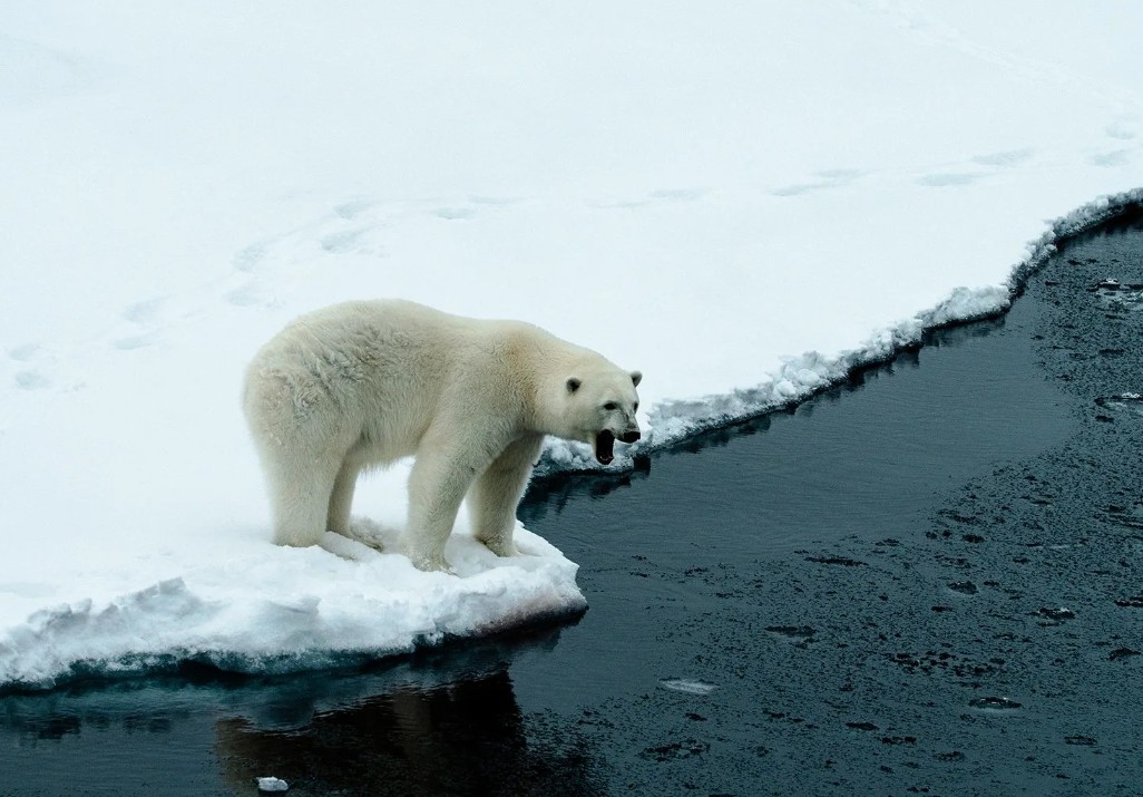 Polar Bear