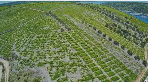 Primošten Vineyards