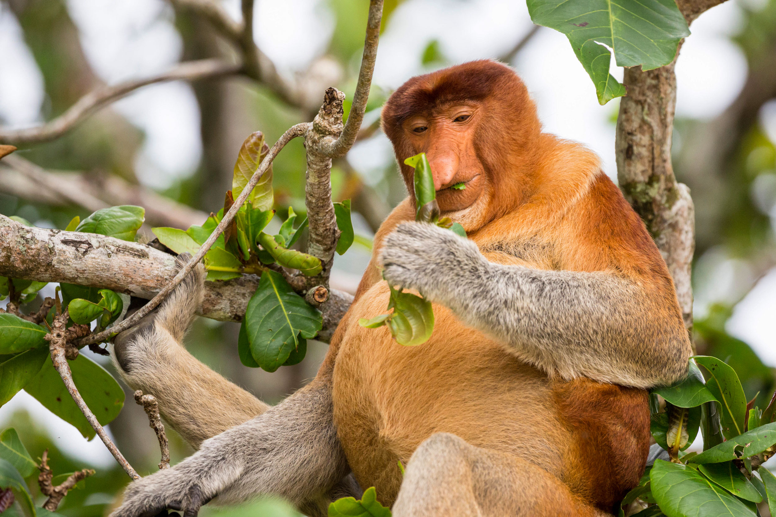 Proboscis Monkey
