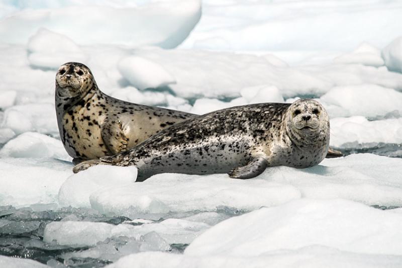 Harbor Seal