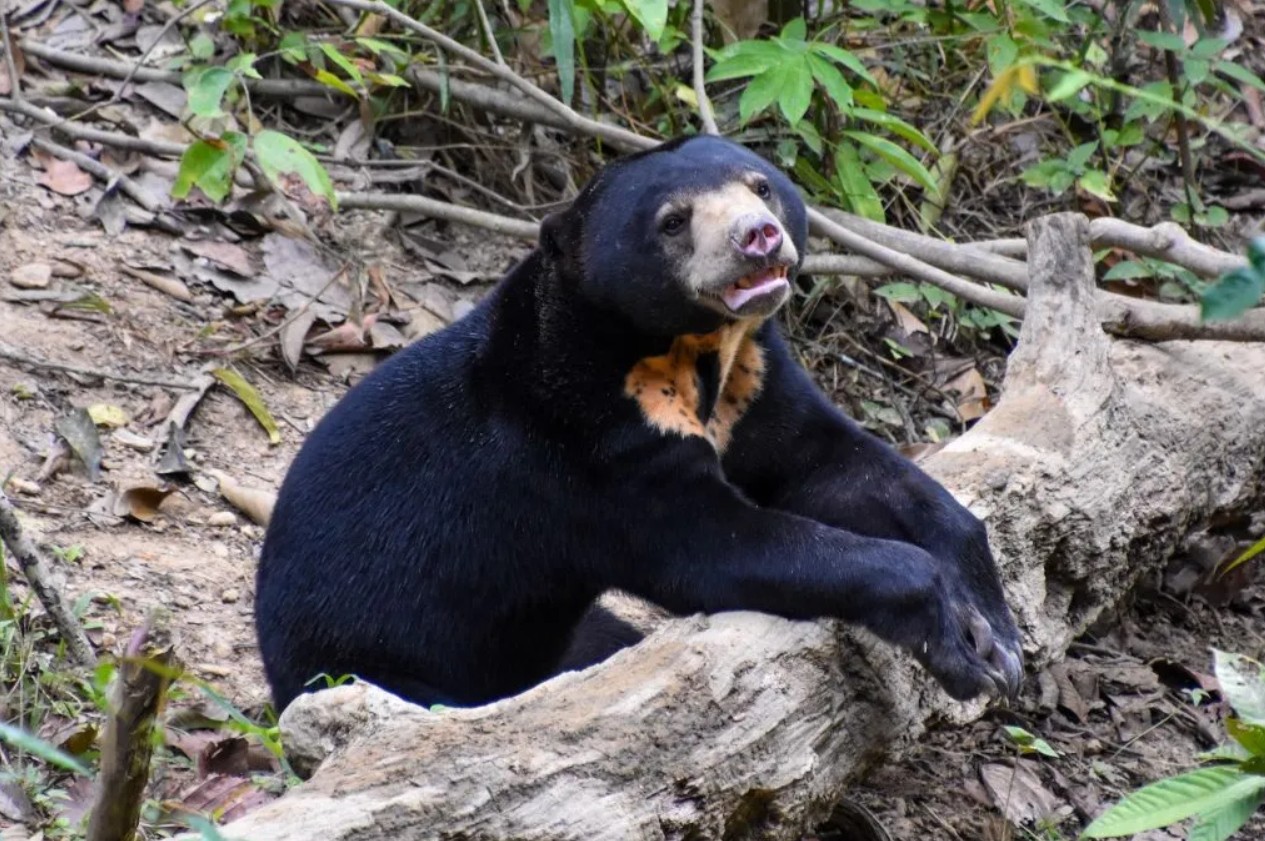 Sun Bear