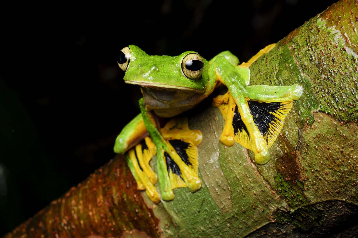 Wallace's Flying Frog